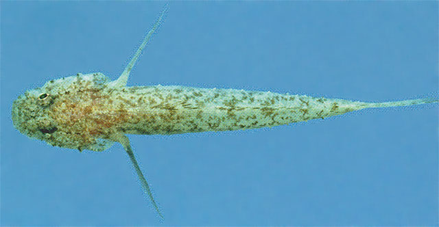 Feia nympha