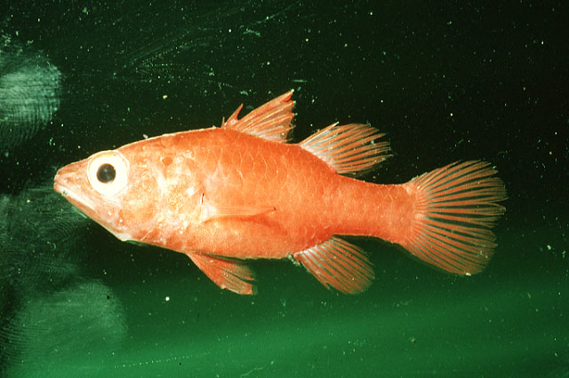 Fowleria flammea