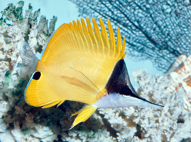 Forcipiger flavissimus