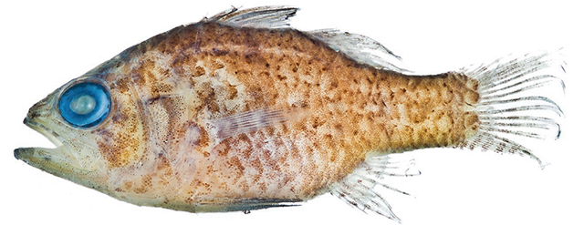 Foa madagascariensis