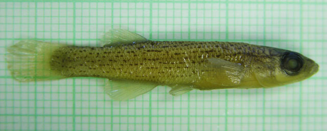 Fundulus bifax