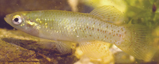 Fundulus chrysotus