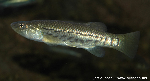 Fundulus majalis