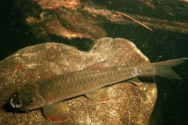 Garra borneensis