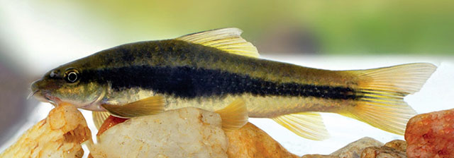 Garra ceylonensis