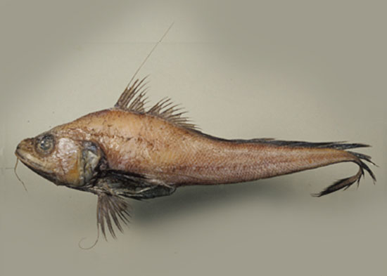 Gadomus colletti