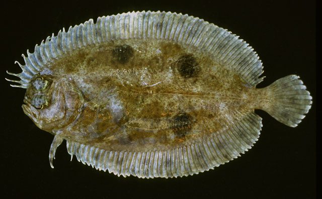 Gastropsetta frontalis