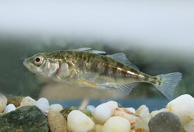 Gasterosteus aculeatus