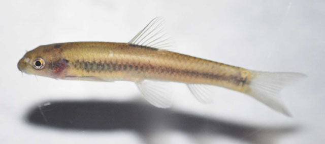 Garra hughi