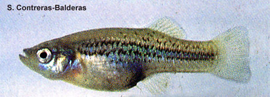 Gambusia hurtadoi