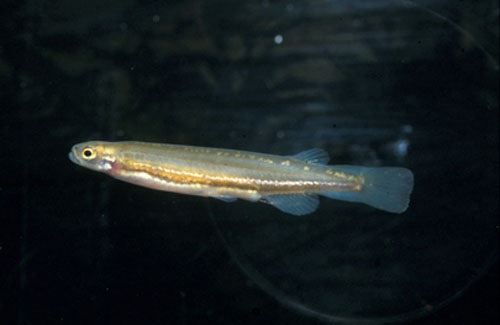 Galaxiella munda