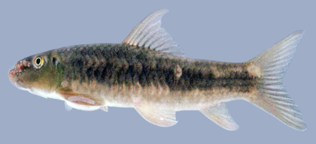 Garra nasuta