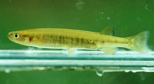 Galaxias occidentalis