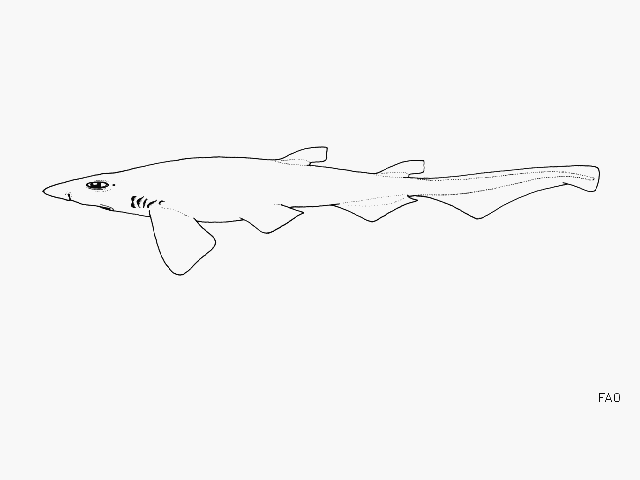 Galeus piperatus