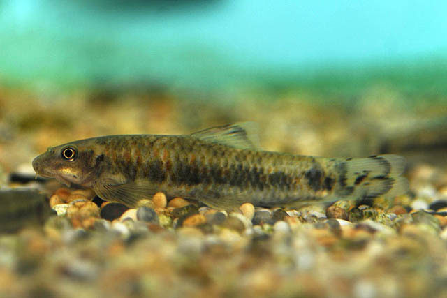 Garra poecilura