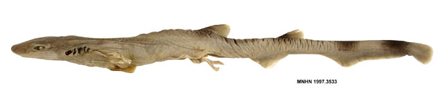 Galeus priapus