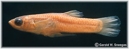 Gambusia senilis