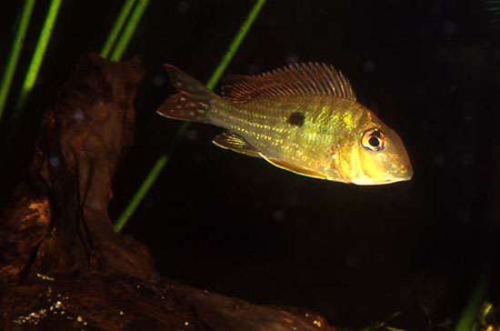 Geophagus abalios