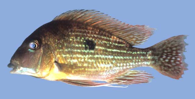 Geophagus brachybranchus