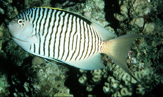 Genicanthus caudovittatus