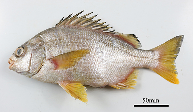 Genyatremus cavifrons