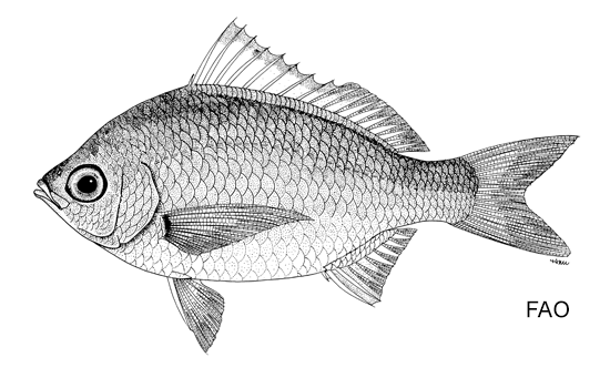 Gerres decacanthus
