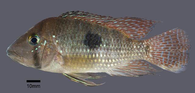 Geophagus multiocellus