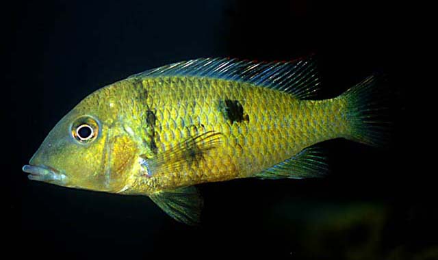 Geophagus pellegrini