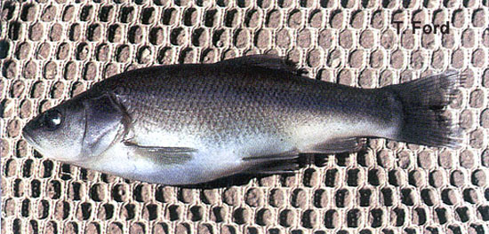 Siphateles bicolor