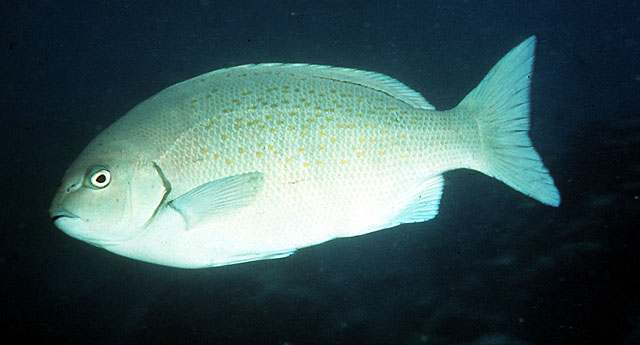 Girella cyanea