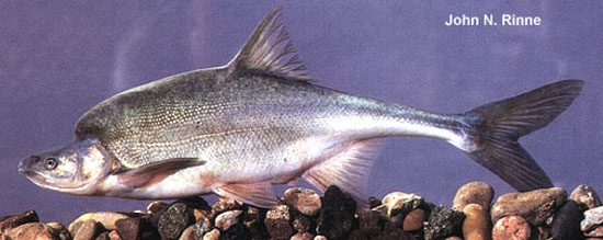Gicyp_u0.jpg