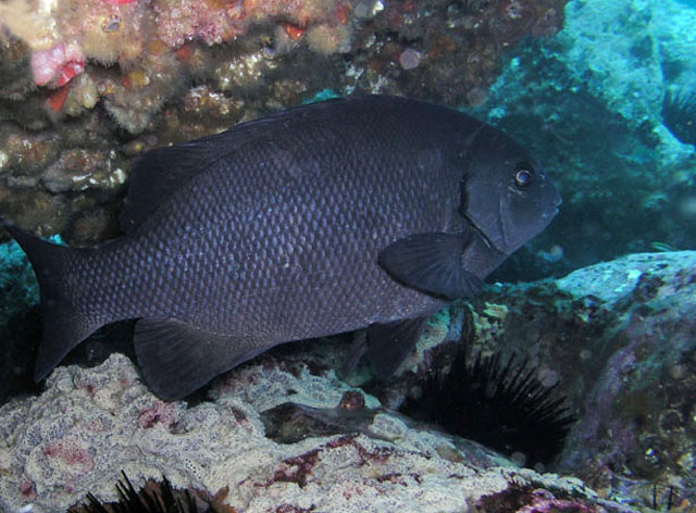 Girella elevata