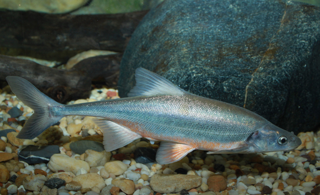 Gila elegans