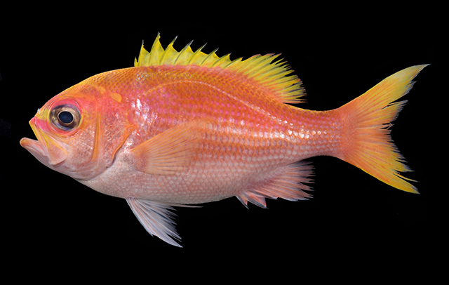 Giimm_u1.jpg
