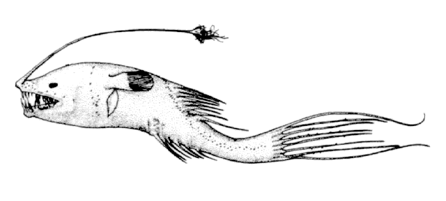 Gigantactis longicirra