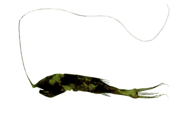 Gigantactis macronema