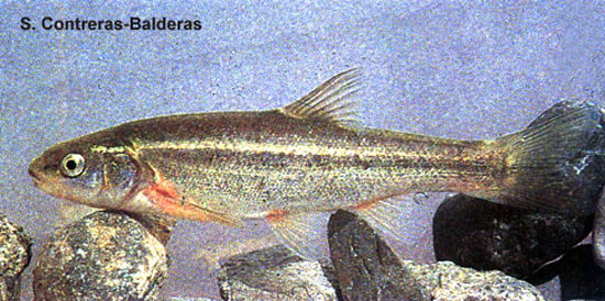 Gila modesta