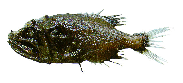 Gipum_u0.jpg