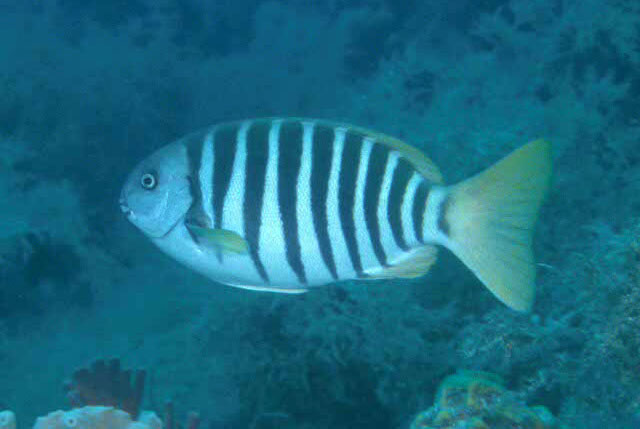 Girella zebra