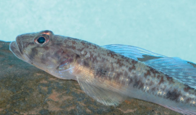 Glossogobius callidus