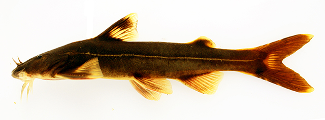 Glyptothorax coracinus