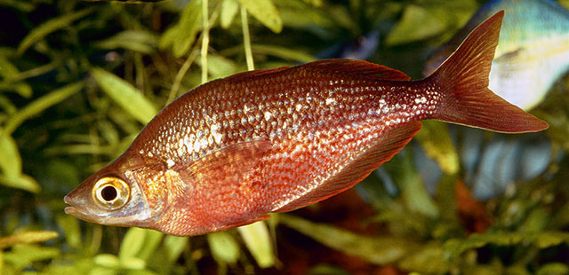 Glossolepis incisa