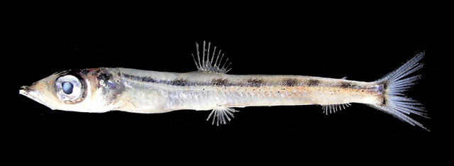 Glossanodon kotakamaru