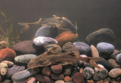 Glyptothorax longjiangensis