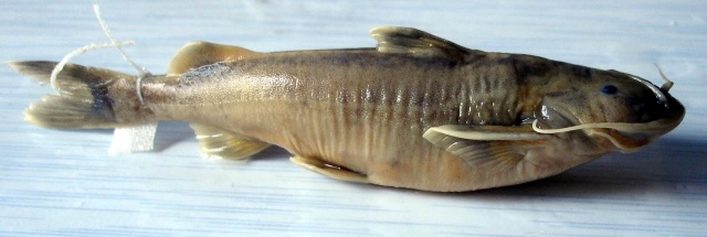 Glyptothorax minimaculatus