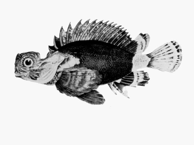 Glyptauchen panduratus