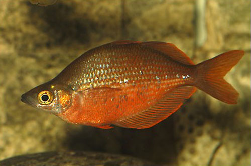 Glossolepis pseudoincisa
