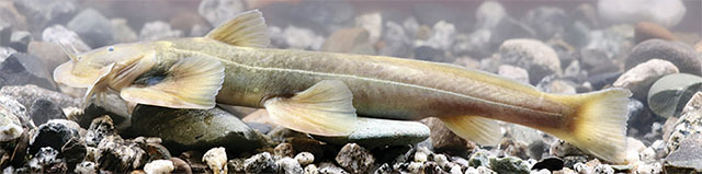 Glver_u0.jpg