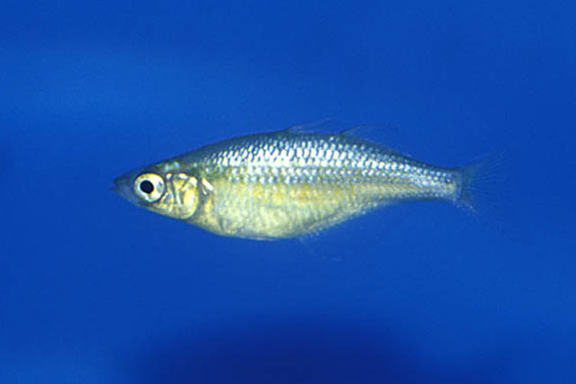 Glossolepis wanamensis