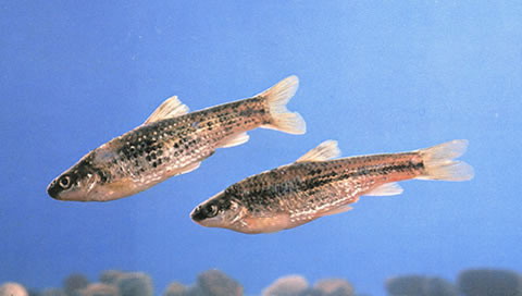 Gnathopogon imberbis
